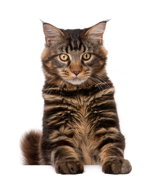 Maine Coon, zittend, studioschot