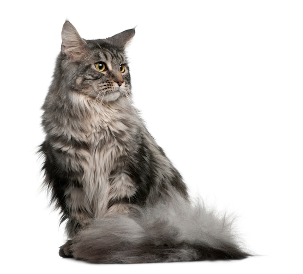 Premium Photo | Maine coon