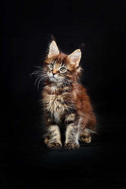 Maine Coons gorgeous kitten on black background studio portrait