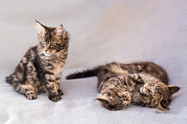 Mainecoon family one kitten sits and two kittens play on a light fluffy blanket