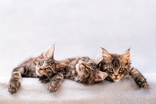 Mainecoon family three kittens lie on a light fluffy blanket