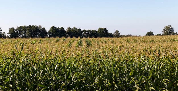 Maïs groeit in landbouwvelden, groen onrijp