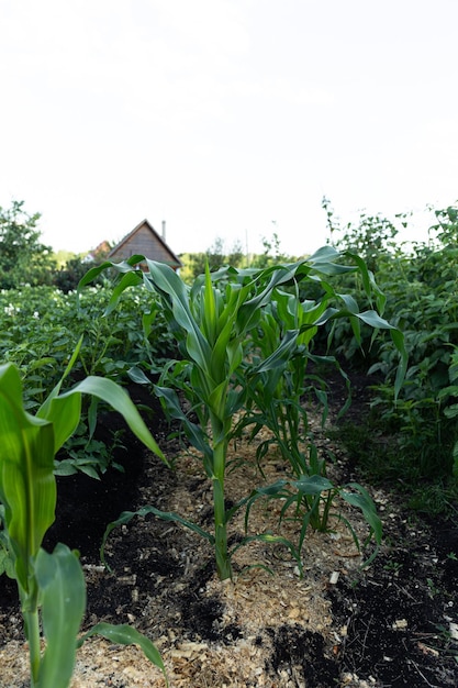 Maïs groeit op het veld Gezond vers voedsel uit de tuin