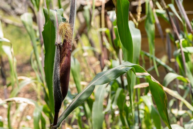 Maïs in zijn milpa in een veldgewas in de open lucht