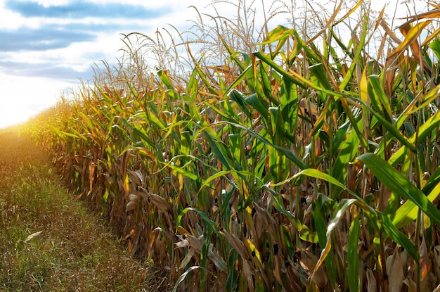 Maïs maïs groen veld zomertijd onder daglicht Landbouw industriële achtergrond