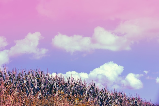 Maïs tegen een gradiënt roze violet bewolkte lucht