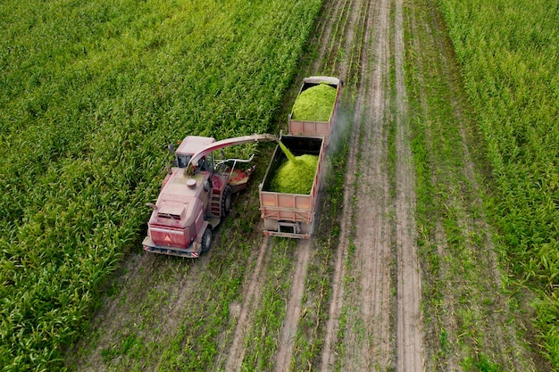 Maïs van het veld oogsten met een maaidorser