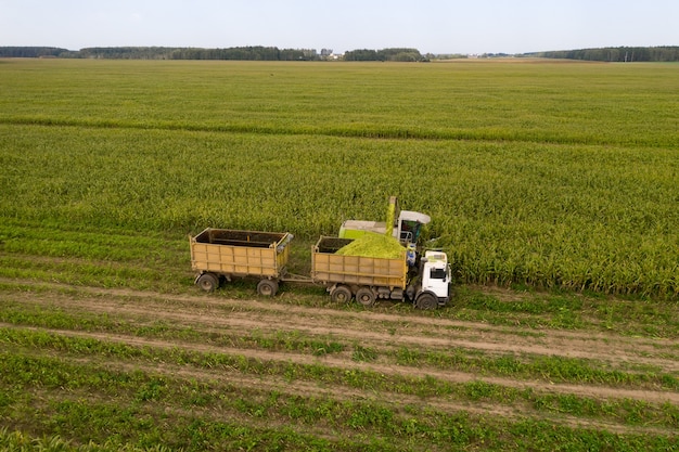 Maïs van het veld oogsten met een maaidorser