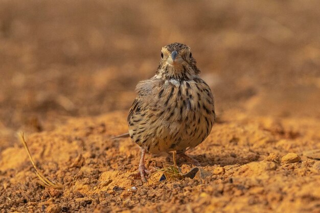 Maïsgors (Miliaria calandra) Malaga, Spanje