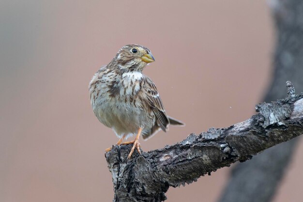 Maïsgors Miliaria calandra Malaga Spanje