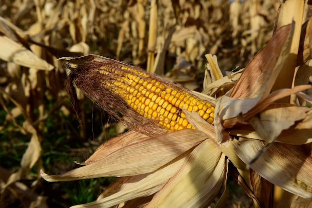 Foto maiskol groeien op plant klaar om te oogsten argentijnse platteland buenos aires provincie argentinië