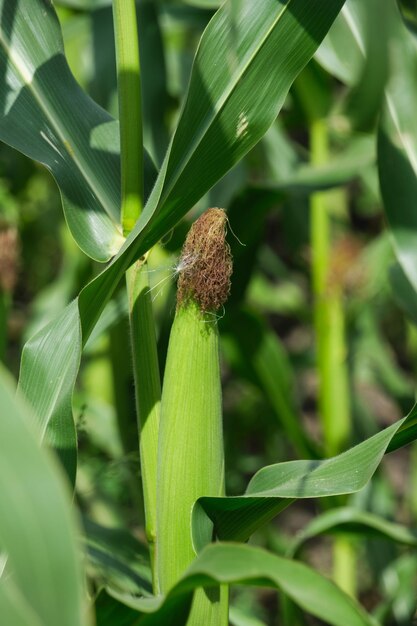 Maïskolf achtergrond groene bladeren in korenveld