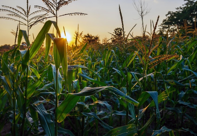 Maïsplant in een maïsveld bij zonsondergang