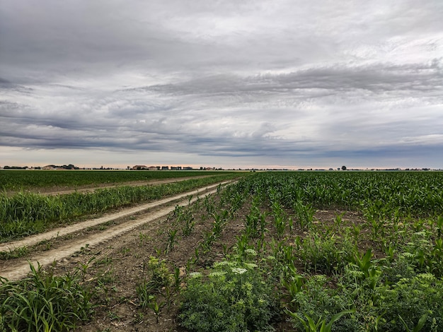 Maïsteelt in Italië onder een stormachtige lucht in het voorjaar