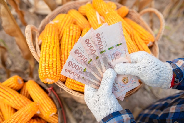 Maïstelers houden Thaise bankbiljetten Het concept van de winst van de achterliggende handel is maïs en maïsvelden