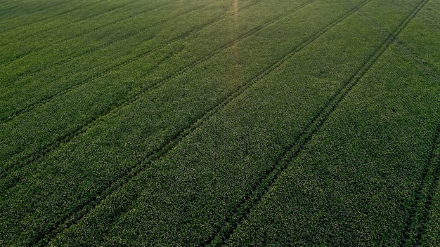 Maïsveld met jonge planten op vruchtbare grond bij zonsondergang