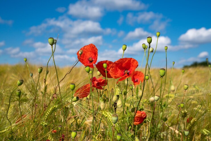 Foto maïsveld met papaver op een zonnige dag