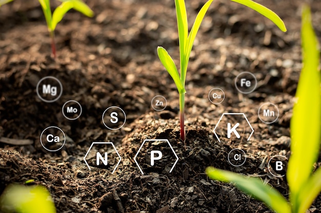Foto maïszaailingen groeien van vruchtbare grond en hebben technologiepictogrammen over mineralen in de bodem die geschikt zijn voor gewassen.