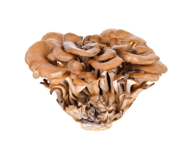 Maitake mushrooms isolated on white background