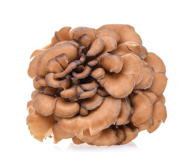 Maitake mushrooms isolated on white background