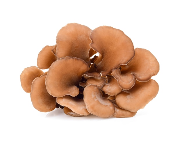 Maitake mushrooms isolated on white