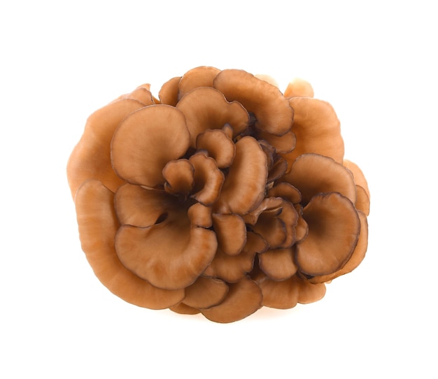 Foto funghi maitake su sfondo bianco