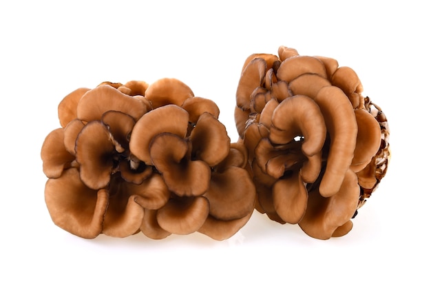 Maitake mushrooms