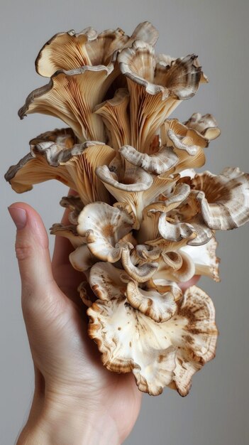 Photo maitake mushrooms