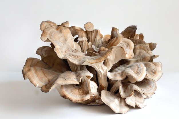 Photo maitake mushrooms