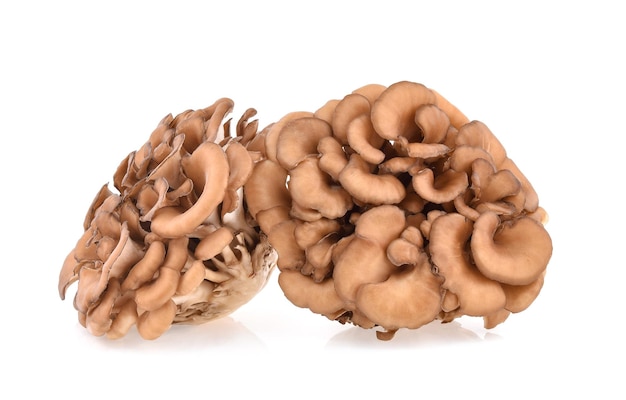 Maitake paddestoelen geïsoleerd op witte achtergrond