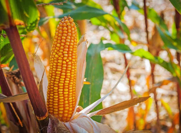 Maize corn on the cob agricultural concept