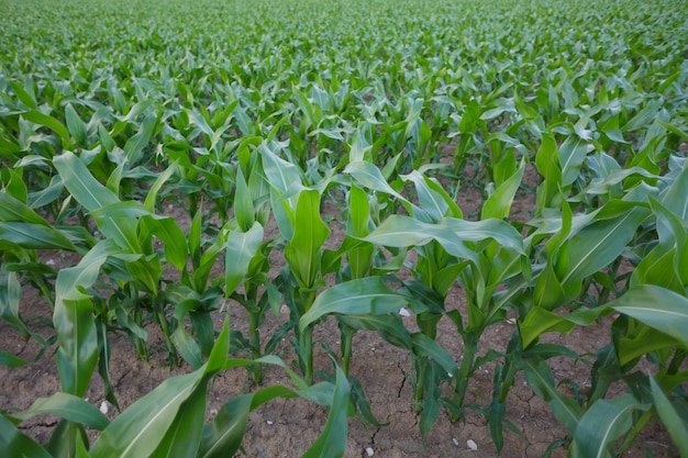 Maize corn seedling in the agricultural plantation in the evening young green cereal plant growing in the cornfield animal feed agricultural industry