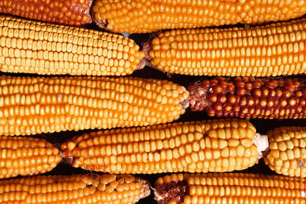 Maize corn stack closeup