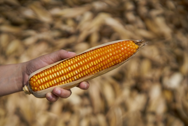 maize in farmer hand