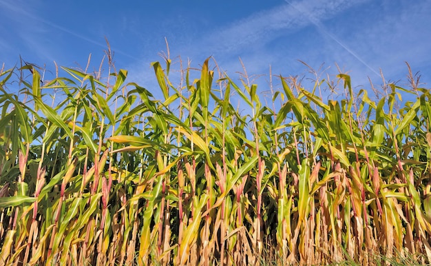 Maize field 