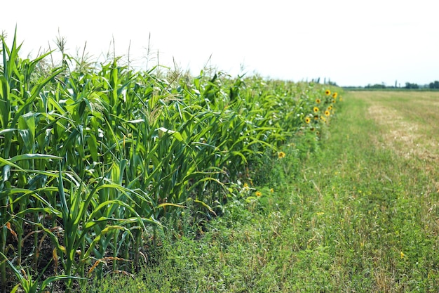 Maize growing in field