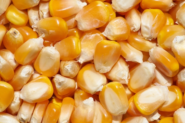 Photo maize kernels