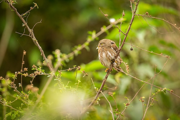 写真 自然の生息地に生息する雄大でカラフルな鳥パンタナール北部の鳥野生のブラジル、緑のジャングル、南アメリカの自然と荒野に満ちたブラジルの野生生物