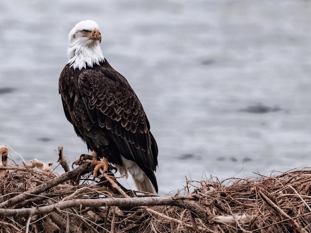 Majestic bald eagle perched on its nest