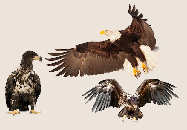 Photo majestic bald eagles displaying their power and grace in flight