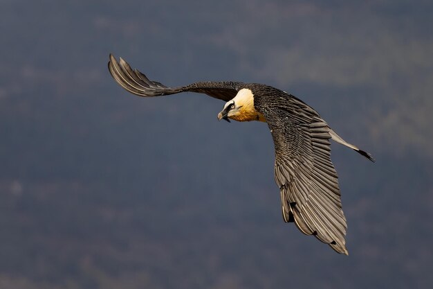 Photo majestic bearded vulture flying with wings extended in the sky