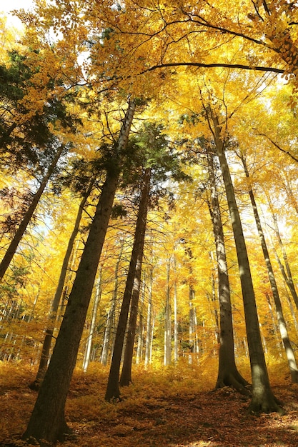 Maestosa faggeta dai colori dorati dell'autunno