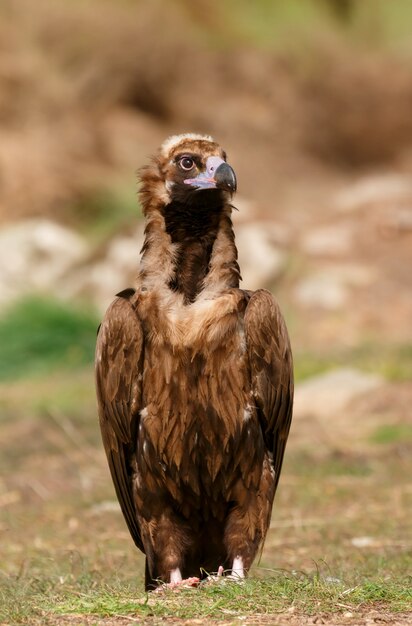 The majestic black vulture