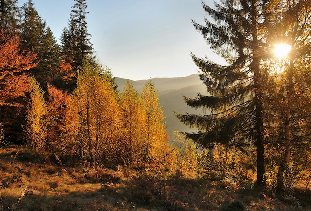 Photo majestic colourful autumn landscape with a morning sun in mountains.