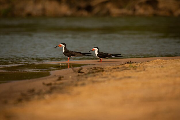 Foto uccello maestoso e colorato nell'habitat naturale uccelli del pantanal settentrionale selvaggio brasil fauna brasiliana piena di giungla verde natura sudamericana e natura selvaggia