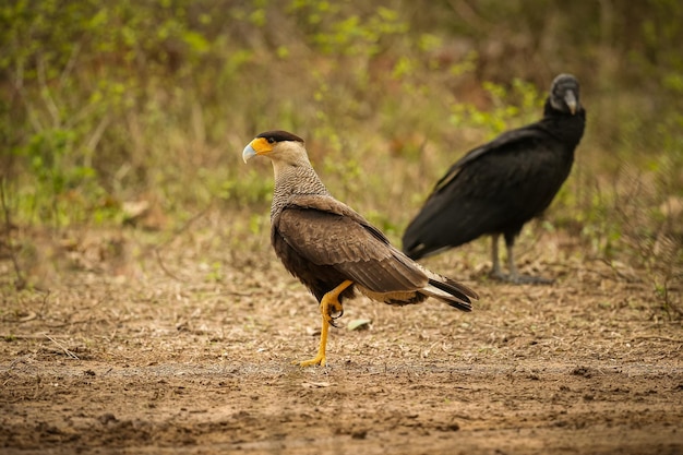 Photo majestic and colourfull bird in the nature habitat birds of northern pantanal wild brasil brasilian wildlife full of green jungle south american nature and wilderness