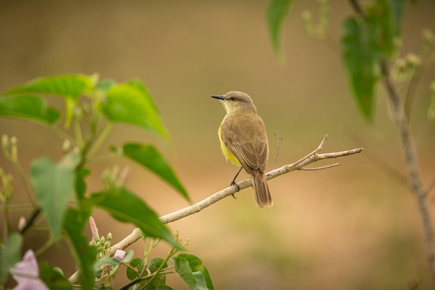Foto uccello maestoso e colorato nell'habitat naturale uccelli del pantanal settentrionale selvaggio brasil fauna brasiliana piena di giungla verde natura sudamericana e natura selvaggia