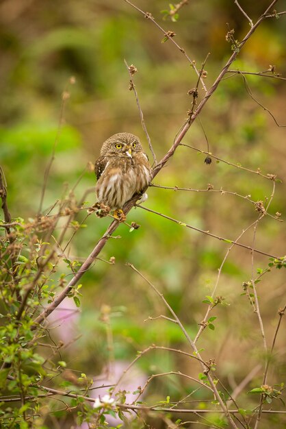 自然の生息地に生息する雄大でカラフルな鳥パンタナール北部の鳥野生のブラジル、緑のジャングル、南アメリカの自然と荒野に満ちたブラジルの野生生物