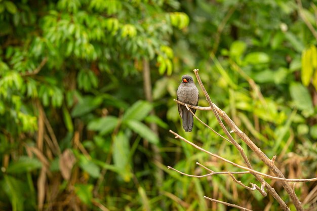 Foto uccello maestoso e colorato nell'habitat naturale uccelli del pantanal settentrionale selvaggio brasil fauna brasiliana piena di giungla verde natura sudamericana e natura selvaggia