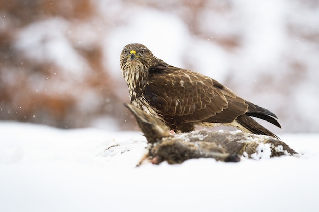 Maestosa poiana comune, buteo buteo, seduto sul campo in inverno coperto di neve.